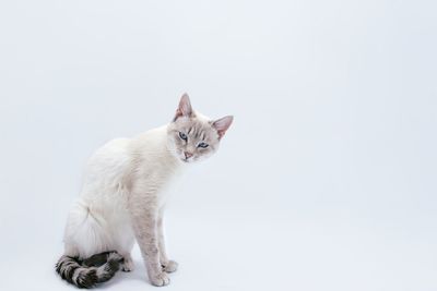 Portrait of cat sitting on white background