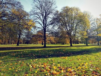 Trees on field during autumn