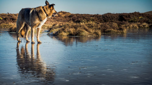 Dog standing in a lake