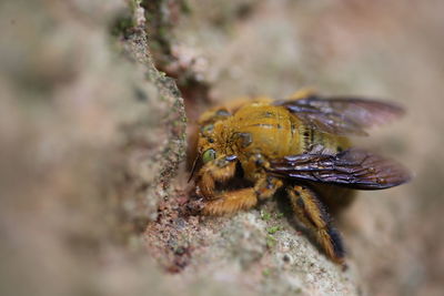 Close-up of insect