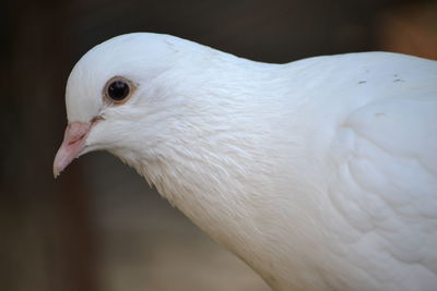 Close-up of a bird