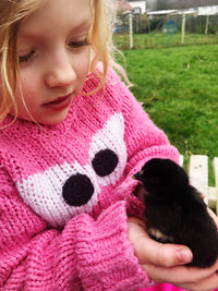 Close-up of girl holding baby chicken