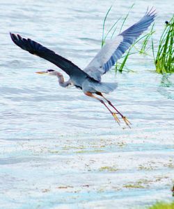 Close-up of gray heron flying over water