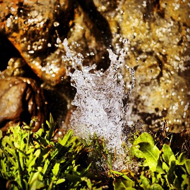 water, leaf, nature, close-up, high angle view, green color, rock - object, plant, pond, day, beauty in nature, outdoors, wet, no people, selective focus, freshness, focus on foreground, waterfront, growth, motion