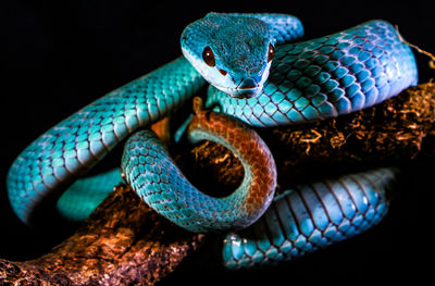 Close-up of snake