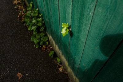 Close-up of green leaves