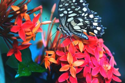 Close-up of butterfly on red flowers