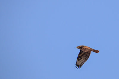 Low angle view of bird flying against clear sky