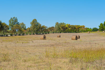 Trees on field against clear sky