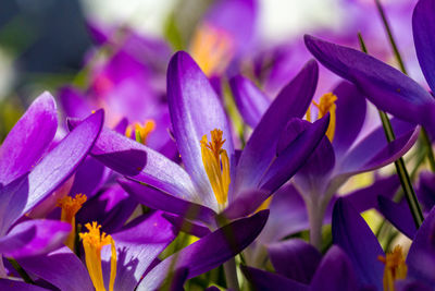 Close-up of purple flowers blooming