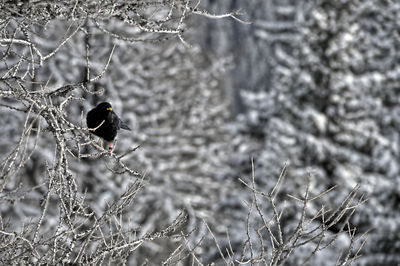 Close-up of bird perching on plant