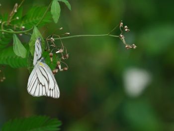 Close-up of butterfly pollinating on plant