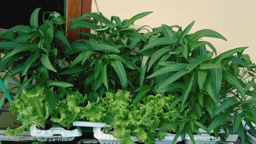 Close-up of potted plant