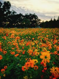 Flowers blooming on field against sky during sunset