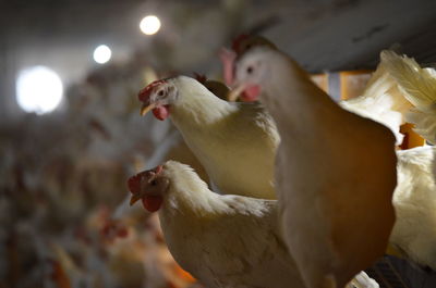 Close-up of white laying hens