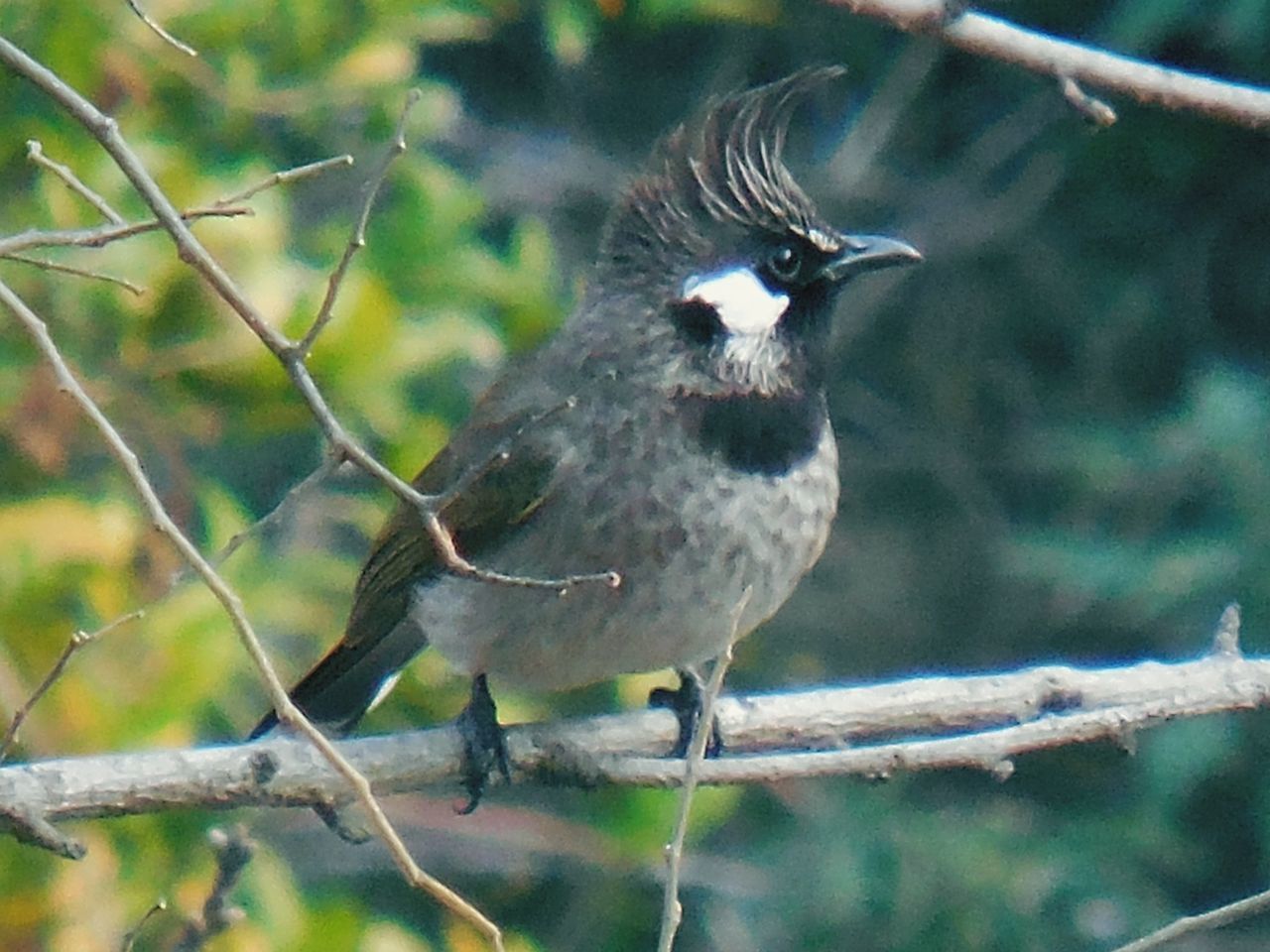 Birds around the world