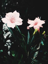 Close-up of flower blooming outdoors