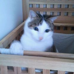 Portrait of cat