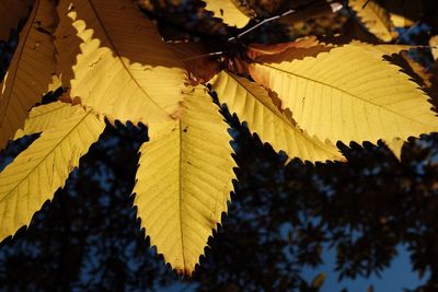 Sunlight falling on yellow autumn leaves