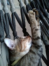 High angle view of cat sleeping