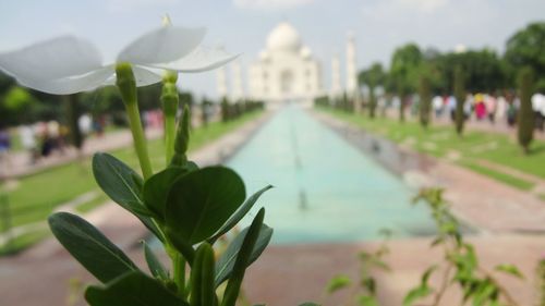 Close-up of flower against sky