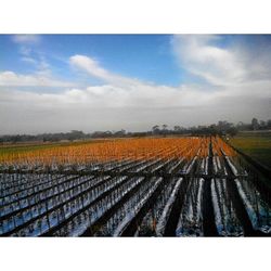 Scenic view of field against cloudy sky