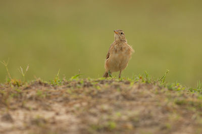 Bird perching on a field
