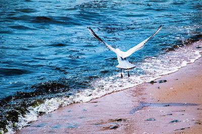 Birds flying over sea