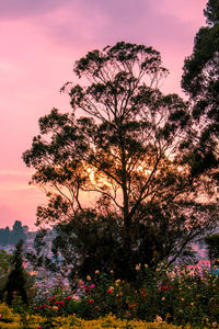 Low angle view of tree at sunset
