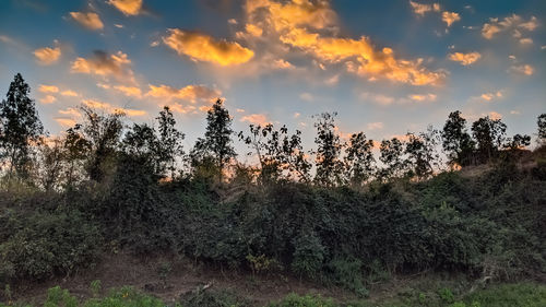 Plants growing on field during sunset