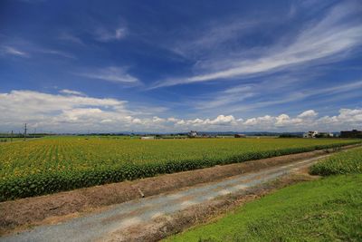 Scenic view of agricultural field against sky