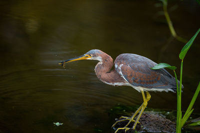 Side view of a bird in lake