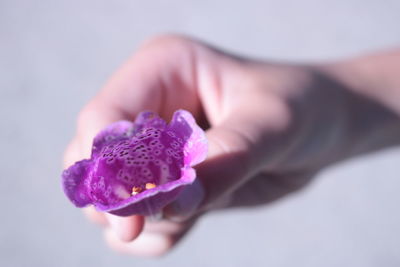 Close-up of hand holding pink flower