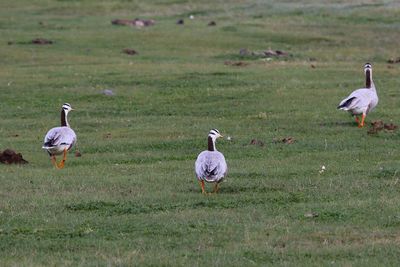 Seagulls on grassy field