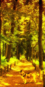 Footpath passing through forest