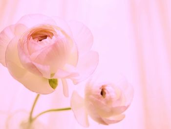 Close-up of pink rose