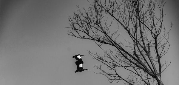 Low angle view of a bird flying over bare tree