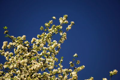 Low angle view of cherry blossom against blue sky