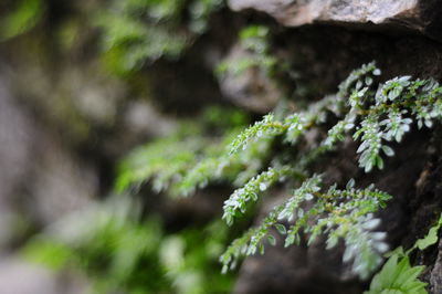 Close-up of fresh green plant