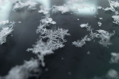 Close-up of frozen plant