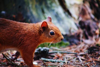 Close-up of squirrel on field