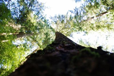 Low angle view of trees in forest