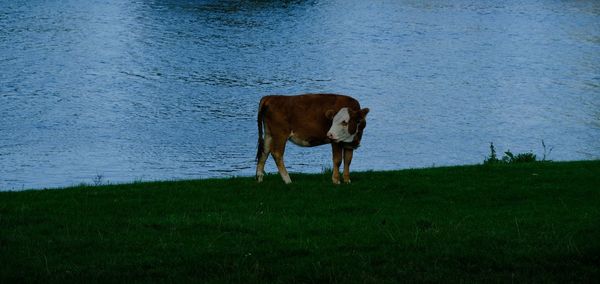 Cow standing on field by water