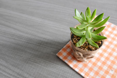 High angle view of potted plant on table