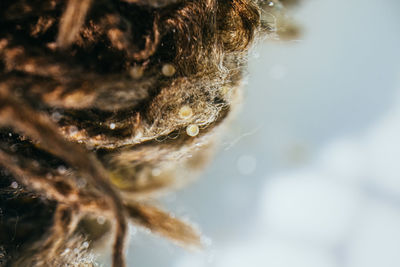 Close-up of insect on plant