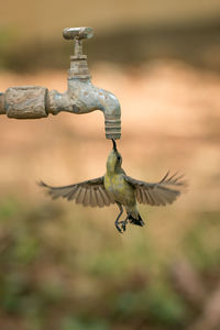 Close-up of bird flying