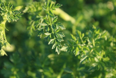 Close-up of fresh green leaves in park