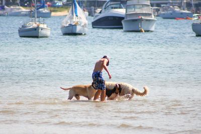 Two dogs on the beach