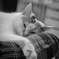 Close-up portrait of kitten relaxing on bed at home