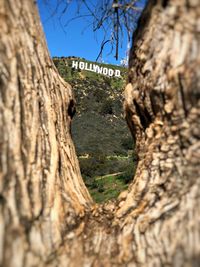 Low angle view of tree trunk seen through hole